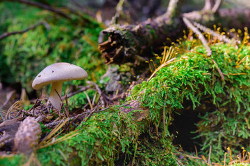 キノコとコケ