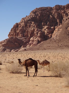 Chameaux d'Arabie dans le désert