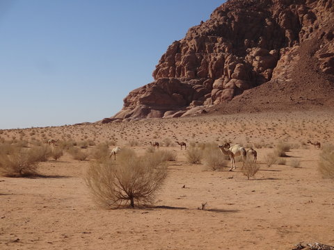 Chameaux d'Arabie dans le désert