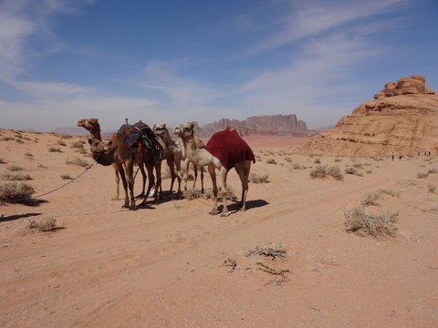 Jordanie : Dromadaires dans le désert