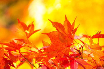 Autumn in Japan, the leaves of the trees change to beautiful colors.