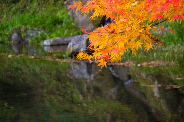 Autumn in Japan, the leaves of the trees change to beautiful colors.