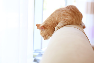 Cute cat on back of coach