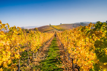 Man running in the vineyards in autumn
