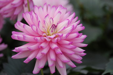 pink flower head