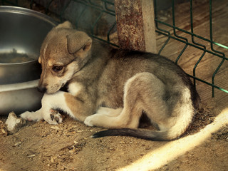 Sad little puppy lying near bowl in animal shelter cage