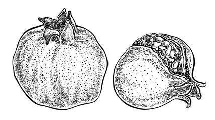 Pomegranate fruits. Vector hand drawn illustration. Sketchy style.
