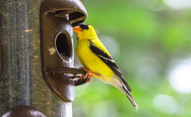 Little Yellow birds - American Goldfinches (Spinus tristis) feeding at a seed feeder as they migrate to make their new homes.