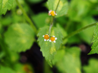 Galinsoga quadriradiata, Galinsoga ciliata  (shaggy soldier, Peruvian daisy, hairy galinsoga,...