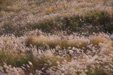 ススキたちの大合唱