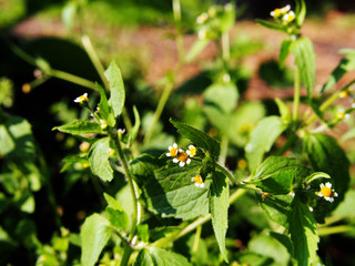 Galinsoga quadriradiata, Galinsoga ciliata  (shaggy soldier, Peruvian daisy, hairy galinsoga,...
