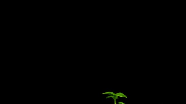 Time-lapse of Genovese Basil  (Ocimum basilicum) growing. Studio shot over black.