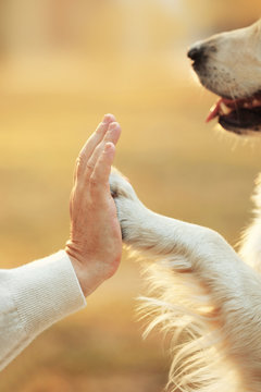 Male hand and dog paw on blurred background. Friendship concept