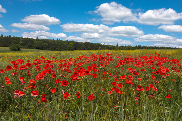 Makowe pole © Manetho