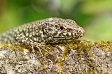 lizard on the moss