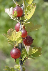 red gooseberries on the branch