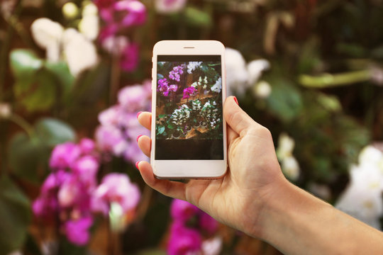 Female hand taking photo of beautiful flowers with smart phone at floral shop