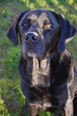 labrador