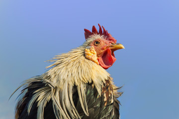 青空バックで遠くを見つめるオナガドリのアップ