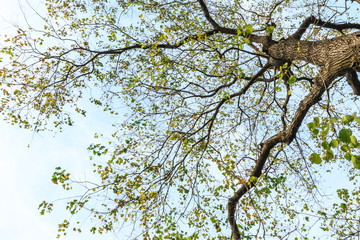 Falling leaves of a tree in autumn
