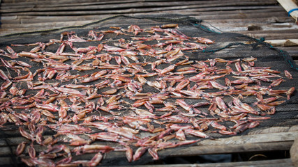 squid, spread on a net to dry in the sun, indonesia