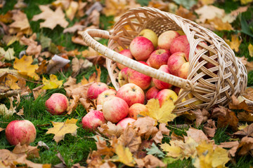 wicker basket of ripe red apples at autumn garden
