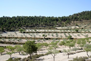 almond and olive groves with pine forest