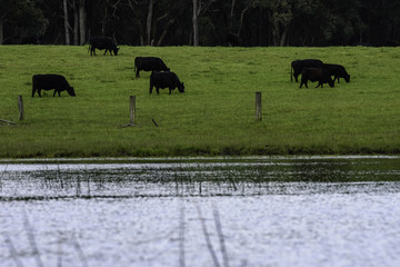 Angus Cattle on farm