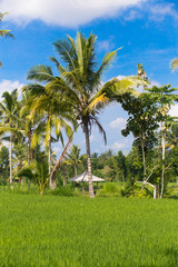 Fototapeta premium palm trees with rice field in the foreground