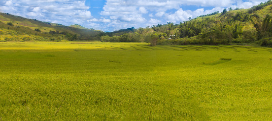 beautiful panoramic rich colored ricefield, flores, indonesia..psd
