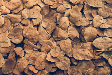 Many dry leaf on ground for background/texture.Vintage or retro tone.