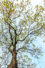 Falling leaves of a tree in autumn