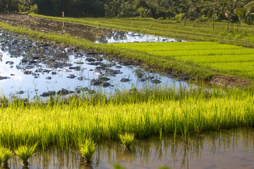 drowned rice field with young plantations in lombok, indonesia