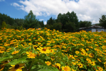 Fototapeta premium Yellow flowers garden under blue sky