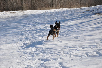 dog pet running on winter snow