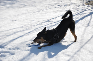 dog pet playing on winter snow