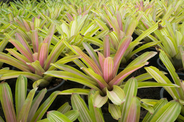 Obraz premium Pineapple Park background.