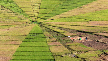 rice field uniquely shaped like a big circular spider web