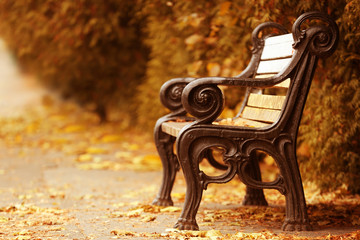 Vintage bench in beautiful autumn park
