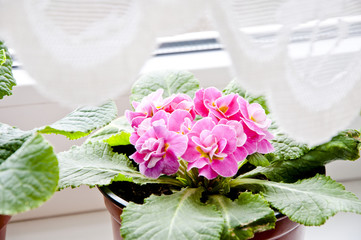 pink primrose or primula flowers