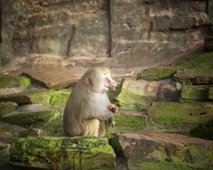 Hamadryas baboon eating a fresh fruit