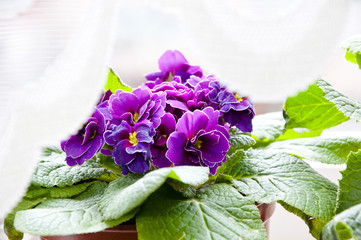 violet primrose or primula flowers