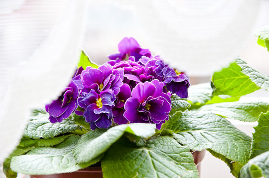 Violet Primrose Or Primula Flowers