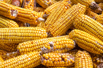 Fototapeta na wymiar A pile of corn cob, top view