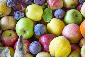 Autumn fruit. Pears, apple and grapes. Autumn harvest