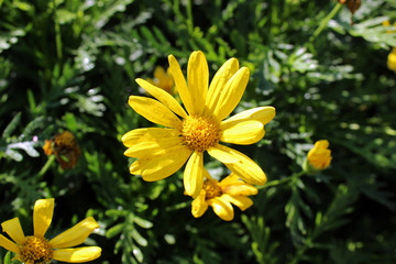 Margaritas amarillas en otoño (Bellis perennis)