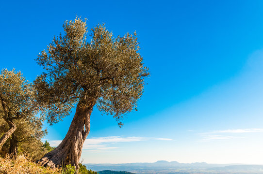 Alter Olivenbaum auf Mallorca