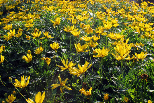 Margaritas amarillas en oto&ntilde;o (Bellis perennis)