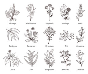 Medicinal herbs and plants doodle vector collection - obrazy, fototapety, plakaty
