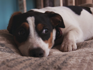 sad little Jack Russell dog lying on a blanket